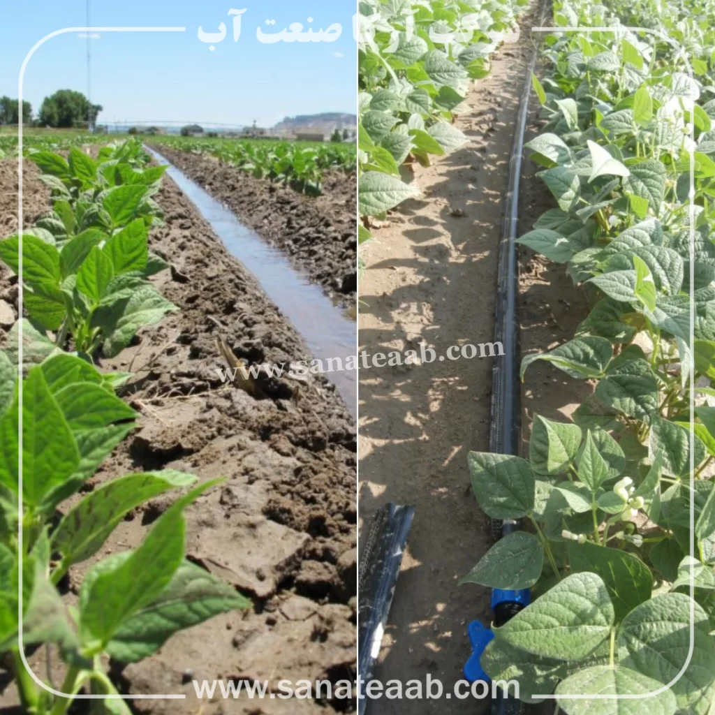 0 تا 100 کاشت لوبیا با نوار تیپ + آبیاری قطره ای لوبیا 4 آبیاری قطره ای لوبیا چیتی