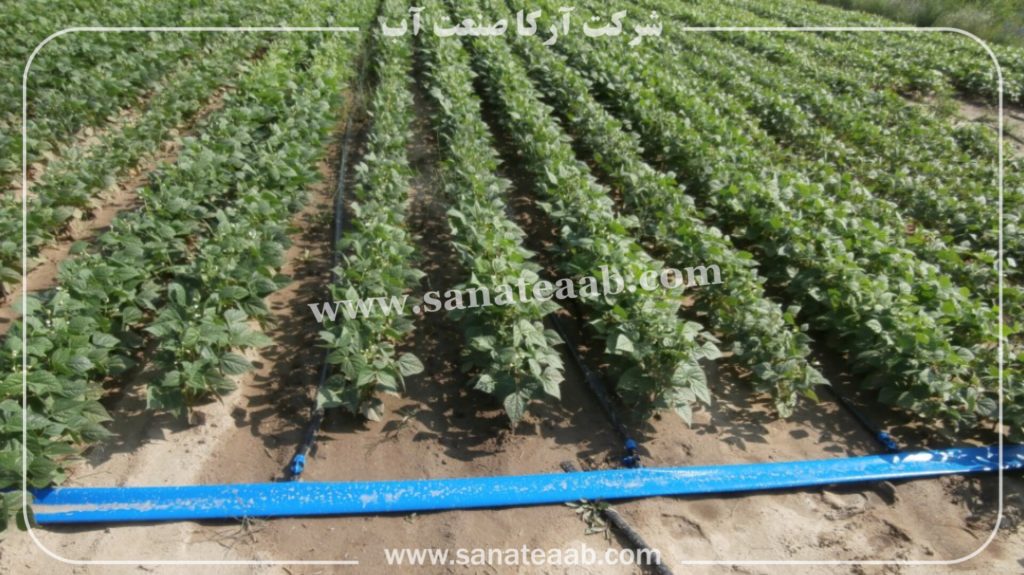 0 تا 100 کاشت لوبیا با نوار تیپ + آبیاری قطره ای لوبیا 10 آبیاری قطره ای لوبیا چیتی
