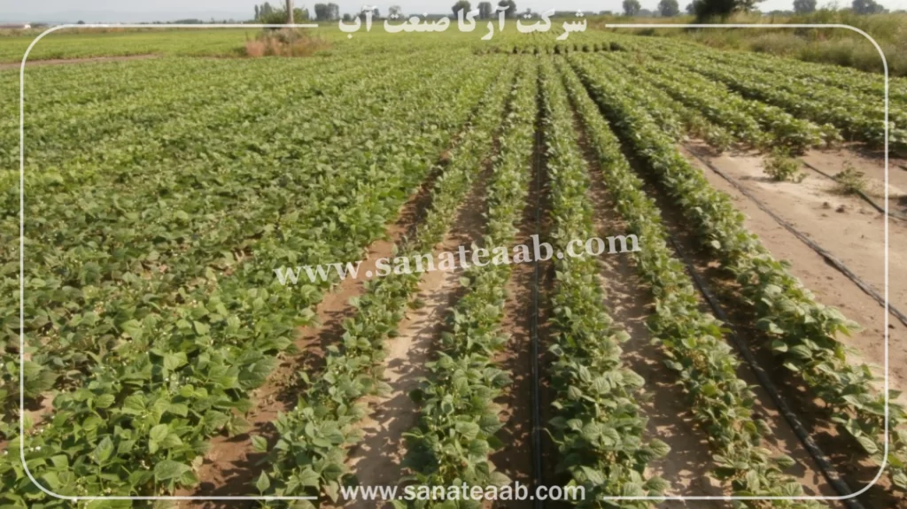 0 تا 100 کاشت لوبیا با نوار تیپ + آبیاری قطره ای لوبیا 7 فاصله نوار تیپ در لوبیا