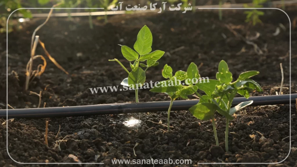 0 تا 100 کاشت لوبیا با نوار تیپ + آبیاری قطره ای لوبیا 5 کاشت لوبیا با نوار تیپ