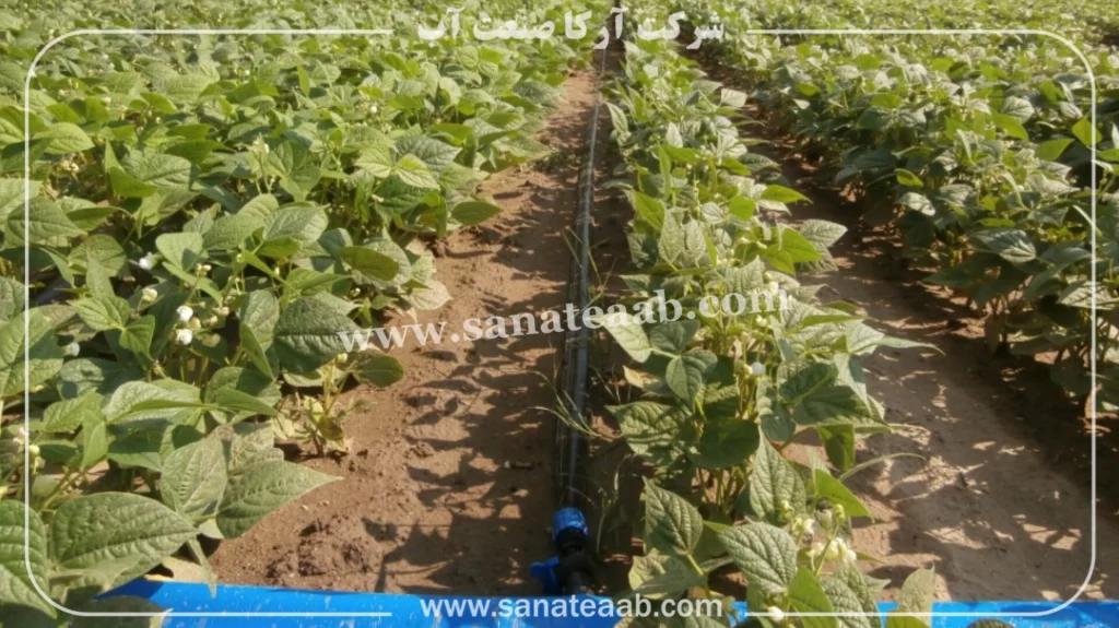 0 تا 100 کاشت لوبیا با نوار تیپ + آبیاری قطره ای لوبیا 9 کاشت لوبیا به روش قطره ای