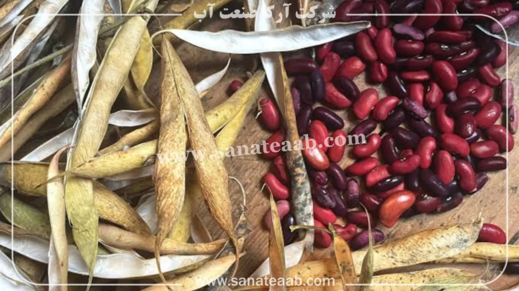 0 تا 100 کاشت لوبیا با نوار تیپ + آبیاری قطره ای لوبیا 3 کاشت لوبیا سبز قطره ای