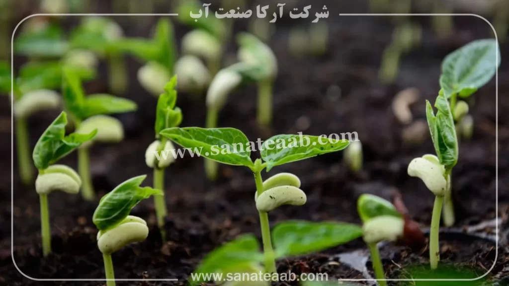 0 تا 100 کاشت لوبیا با نوار تیپ + آبیاری قطره ای لوبیا 1 کشت لوبیا با نوار تیپ