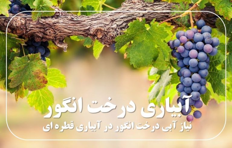 آبیاری درخت انگور