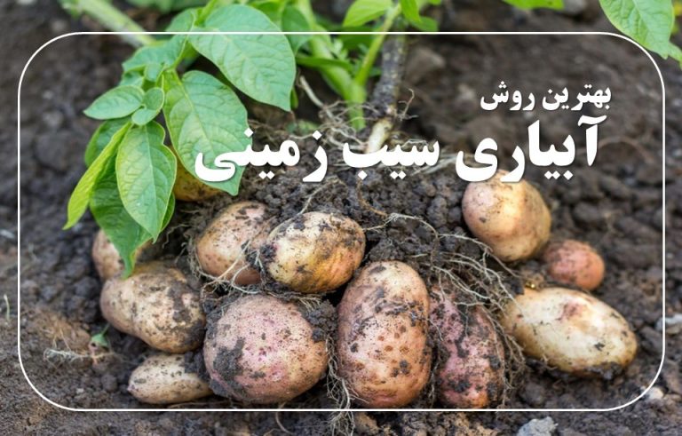 آبیاری سیب زمینی