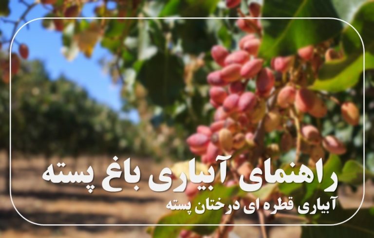 آبیاری باغ پسته