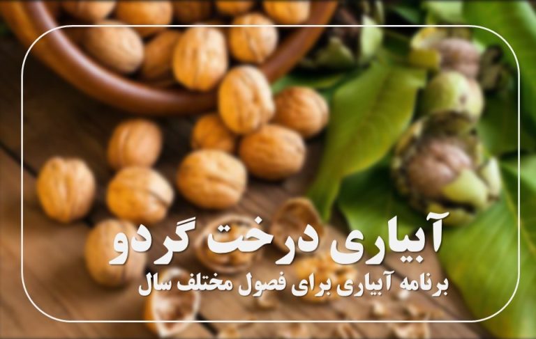 آبیاری درخت گردو