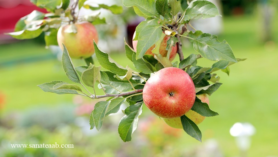 سیب درختی صادراتی