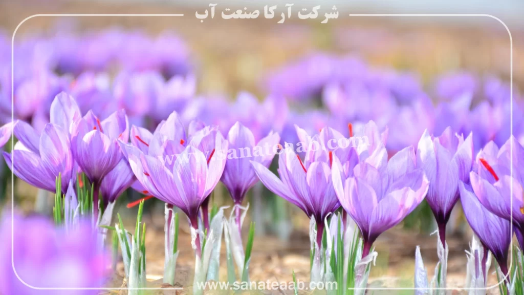 8 پرسودترین محصولات زراعی و باغی ایران در سال 2025 8 پرسودترین محصول کشاورزی